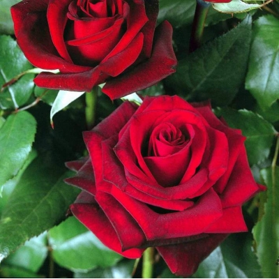 Róża wielkokwiatowa CZERWONA   art. nr 506